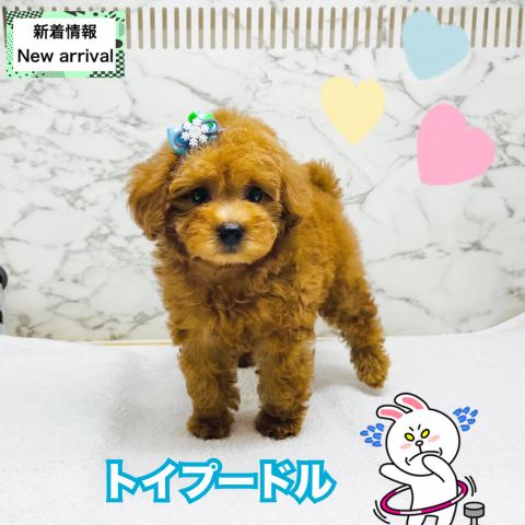 トイプードル