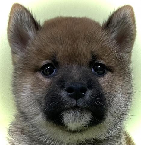 柴犬⭐️柴犬⭐️プレミアクラス⭐️おトイレの躾のできてる賢い子⭐️新年初売り特価⭐️開催中⭐️今がチャンスプライス‼️⭐️