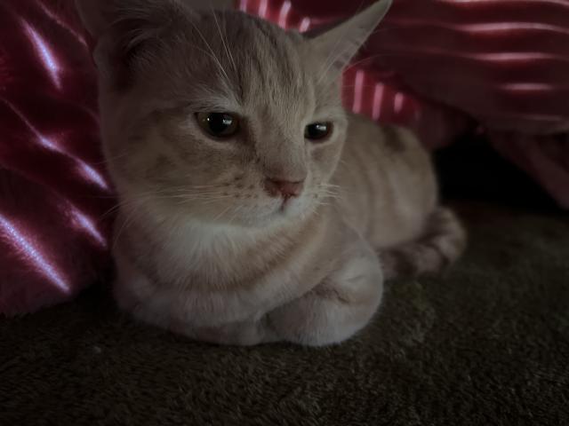 マンチカン