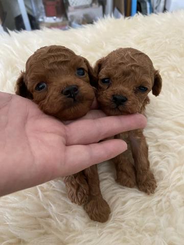 トイプードルタイニー