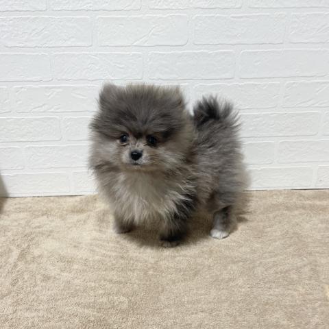 ポメラニアン