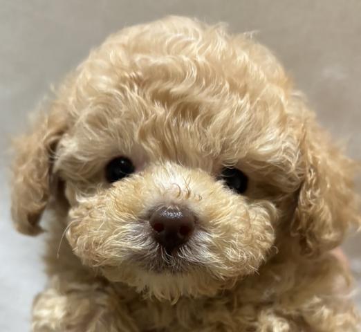 トイプードル⭐️プレミアクラス⭐️Puppyフェア開催中⭐️ワンニャン特価⭐️