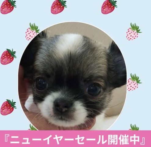 チワワ（ロングコート）⭐️小さなチワワ⭐️プレミアクラス⭐️ニューイヤーセール開催中⭐️