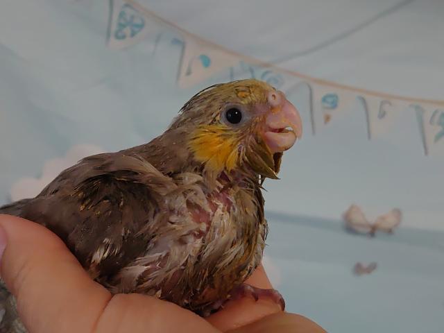 オカメインコ PFシナモン