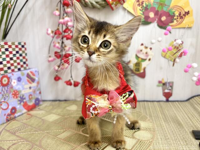 ソマリ