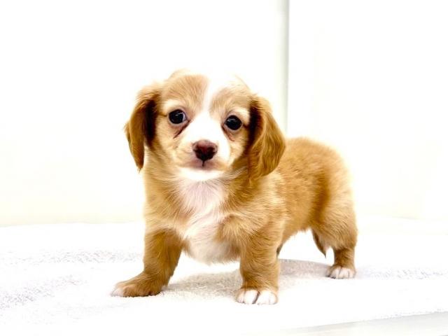 MIXロングコートチワワ×ミニチュアダックスフンド 848 - 子犬や