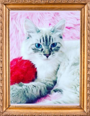 エンジェル・キャット・スマイル