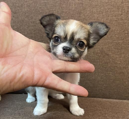 チワワ（ロングコート）⭐️Tカップサイズの小さなチワワ⭐️プレミアクラス⭐️ニューイヤーセール開催中⭐️