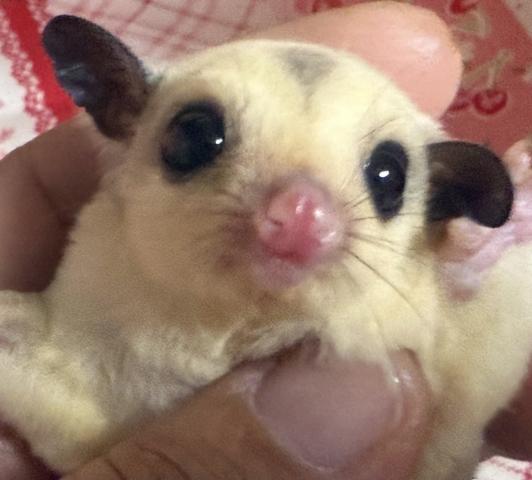 シルバーベルプラチナhetリューシ