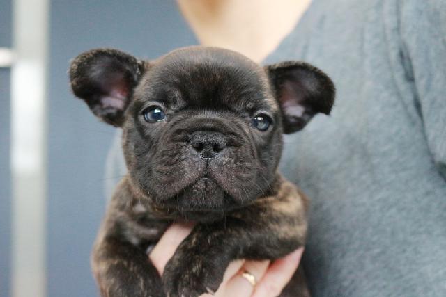 フレンチブルドッグ