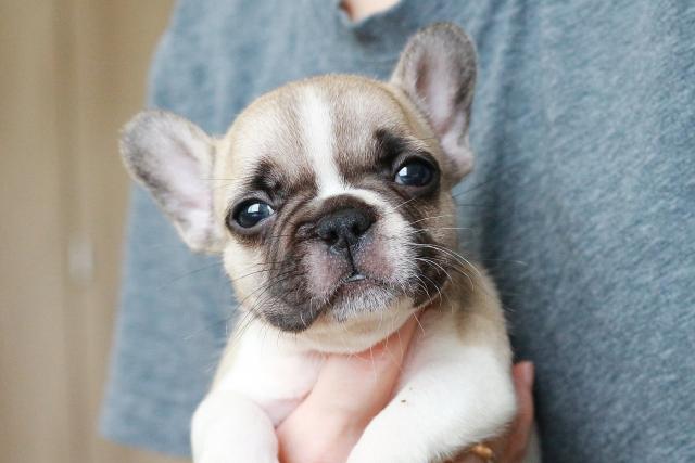 フレンチブルドッグ
