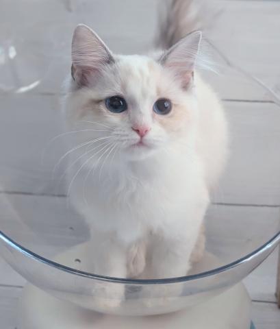 Cattery Azureblue ノルウェージャン、ネヴァマスカレード、サイベリアン