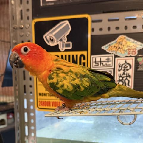 コガネメキシコインコ