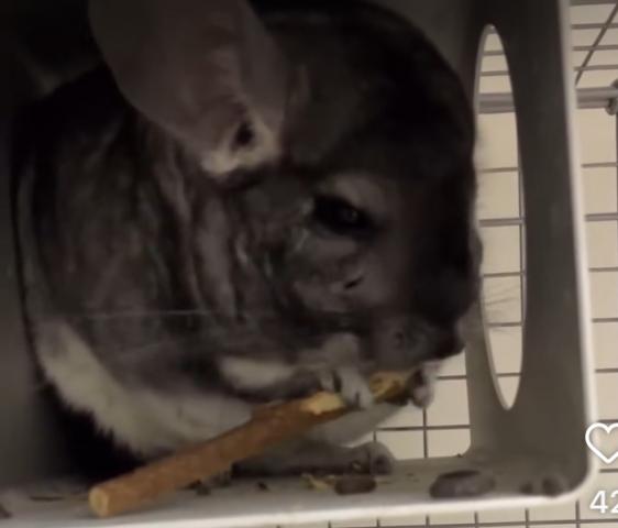 チンチラ