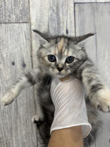 スコティッシュフォールド