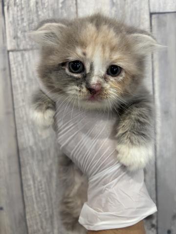 スコティッシュフォールド