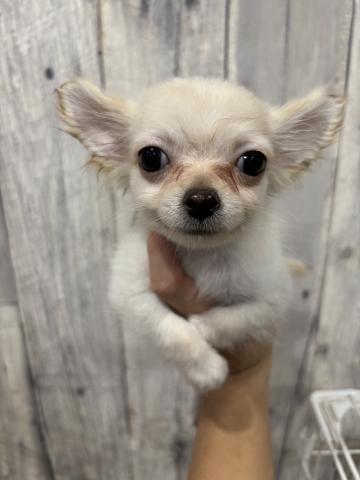 チワワ×ポメラニアン