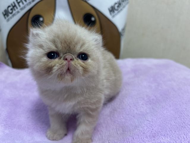 エキゾチックショートヘアー