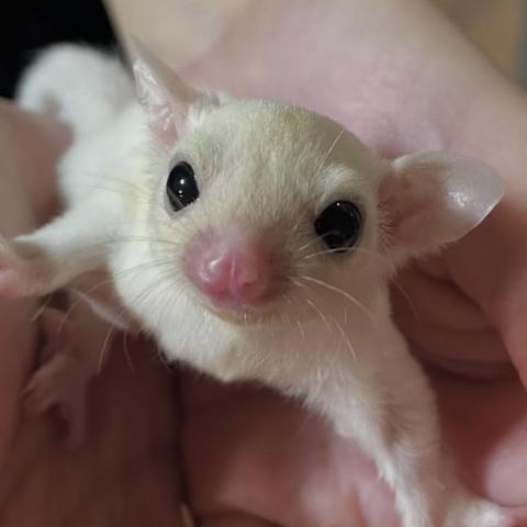 リューシ