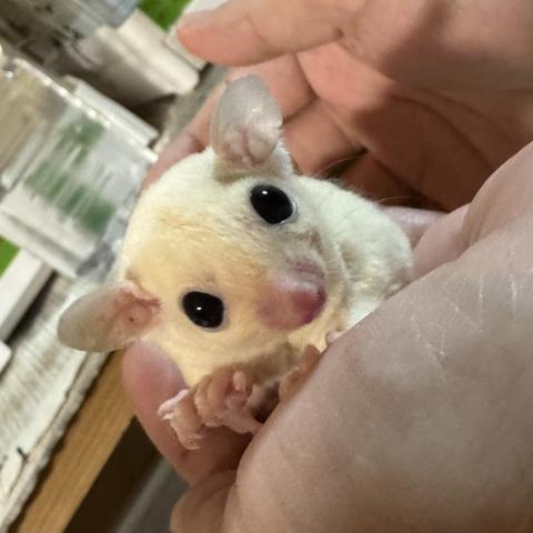 リューシ