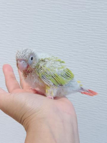 ウロコインコ サンチーク②