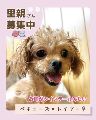 ペキニーズ×T・プードル