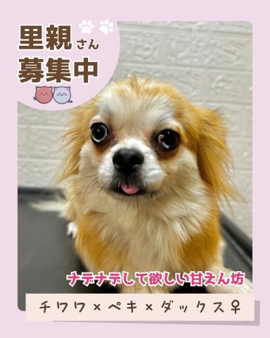 チワワ×ダックス×ペキニーズ