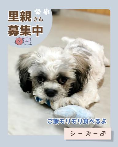 シーズー