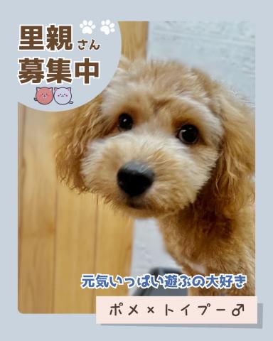 MIXポメラニアン×Tプードル