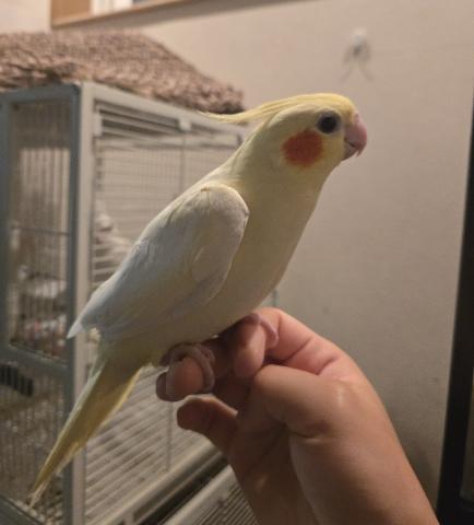 オカメインコ