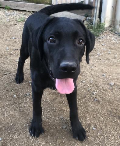 ラブラドールレトリーバー