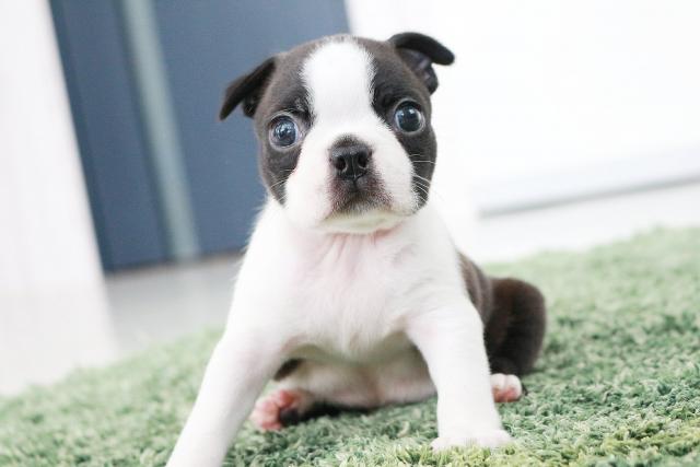 ボストンテリア