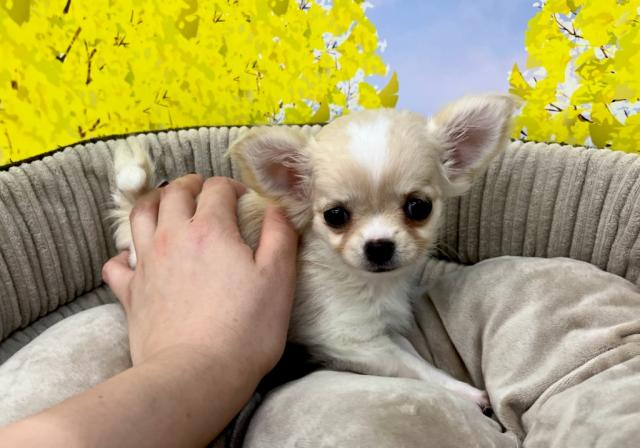 チワワ(ロングコート)