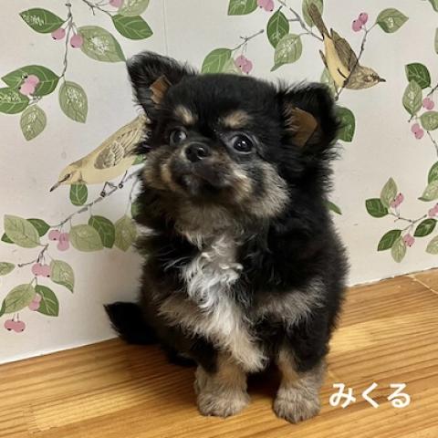 チワワ（ロングコート）