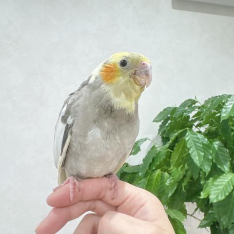 おかめいんこ