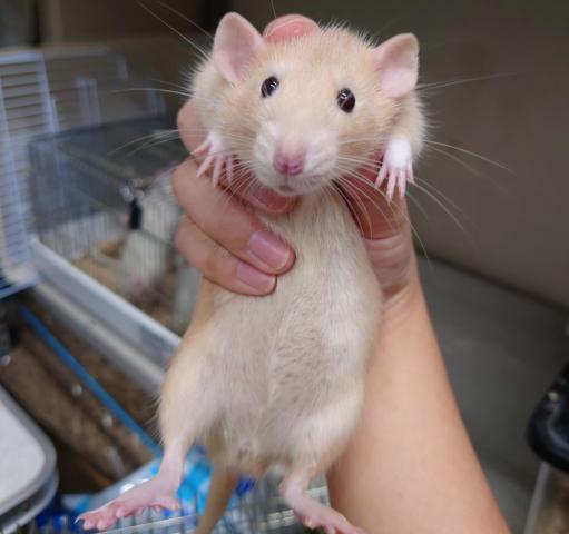 ファンシーラット