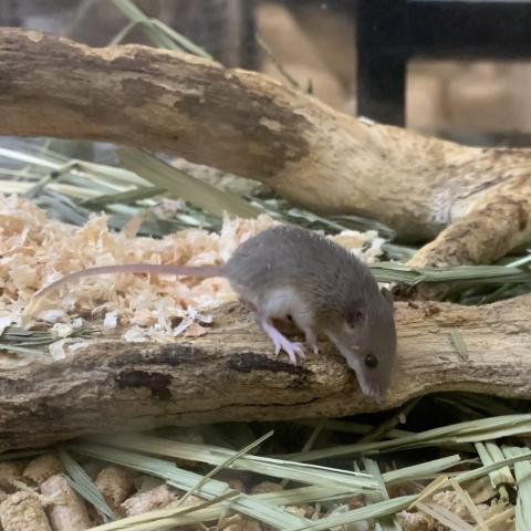 アフリカチビネズミ
