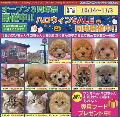 💕ペットランドPuppy💕ブリーダー直販店💕
