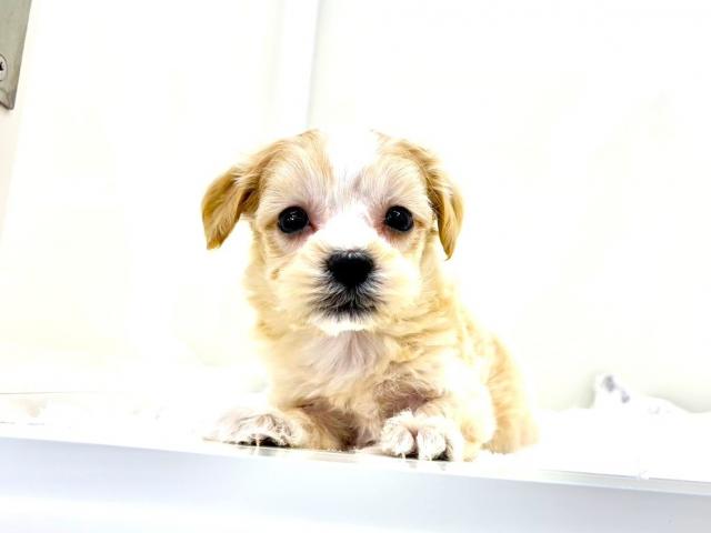 MIXマルチーズ×トイプードル883