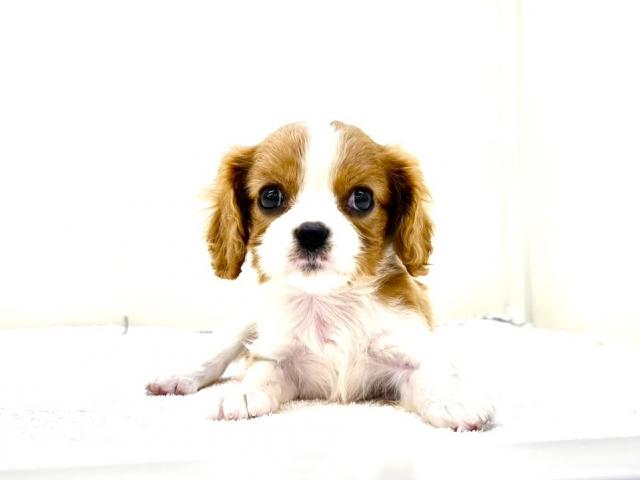 MIXミニチュアシュナウザー×キャバリア576