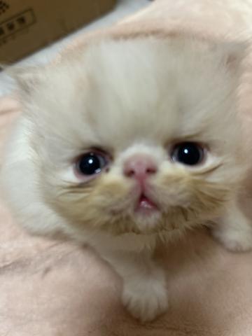 エキゾチックショートヘアー