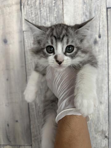 スコティッシュフォールド&ノルウェージャン