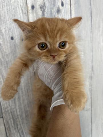 ミヌエット(旧ナポレオン)