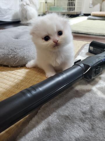 スコティッシュフォールド