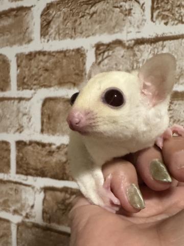 ルビーレイorルビープラチナ