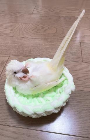 おかめいんこ