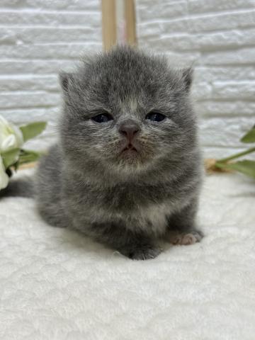 ブリティッシュショートヘア