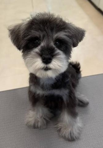 ミニチュアシュナウザー