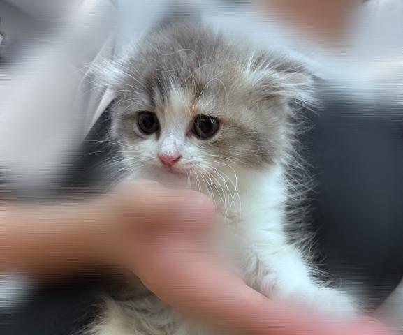 スコティッシュフォールド