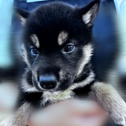 柴犬